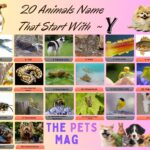 20 Animals Name That Start With Y