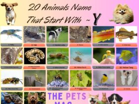 20 Animals Name That Start With Y