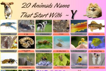 20 Animals Name That Start With Y