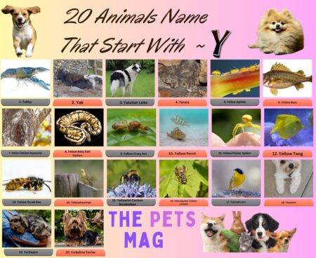 20 Animals Name That Start With Y