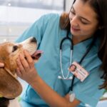 Pet health