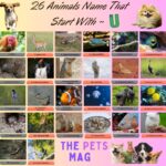 26 Animals Name That Start With U