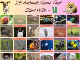 26 Animals Name That Start With U