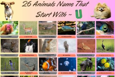 26 Animals Name That Start With U