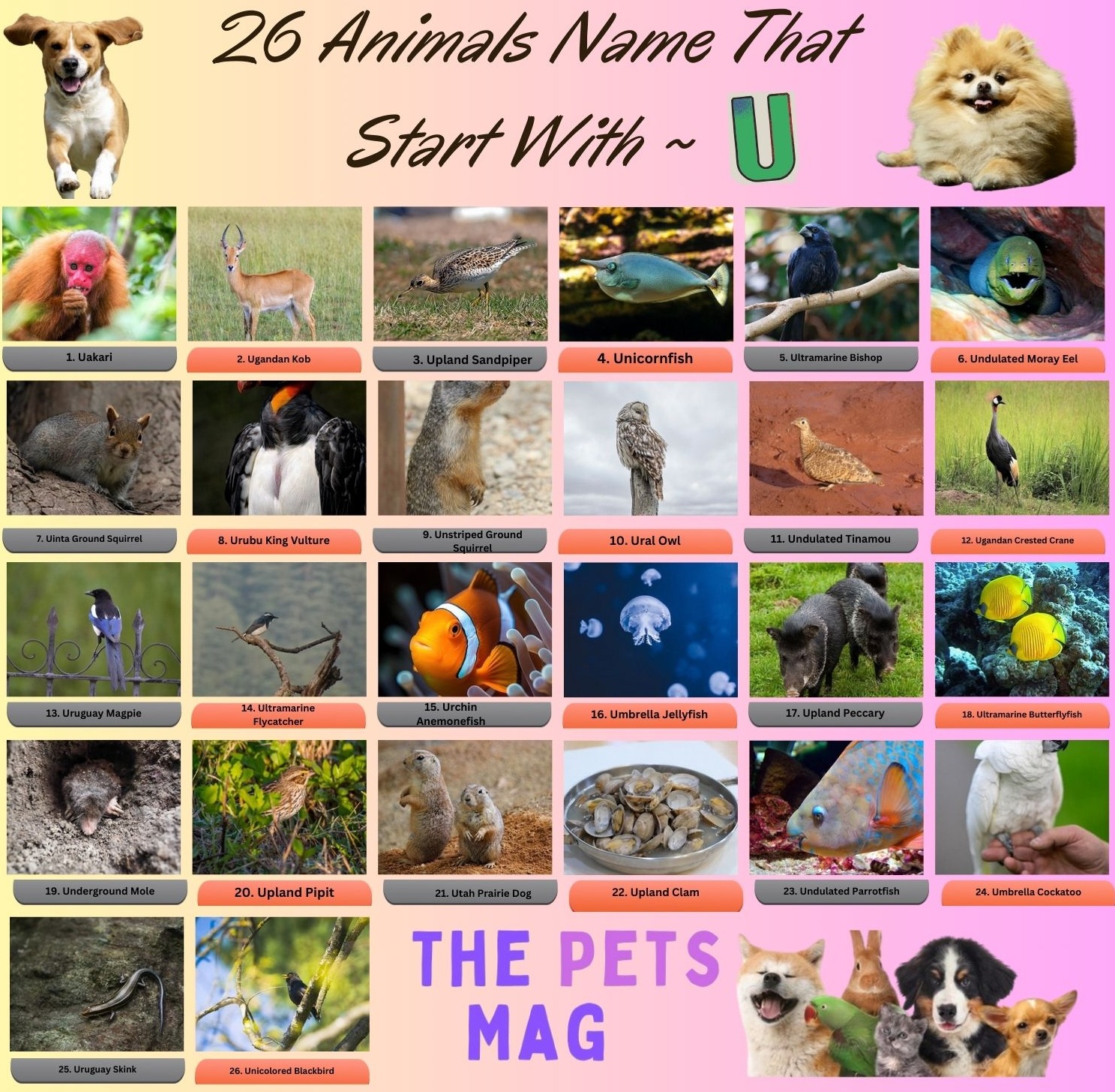 26 Animals Name That Start With U