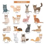 Cat Breeds