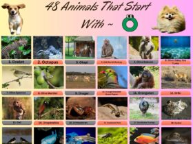 48 Animal Name That Start With O