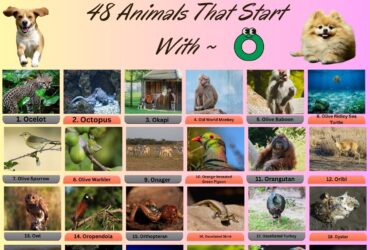 48 Animal Name That Start With O