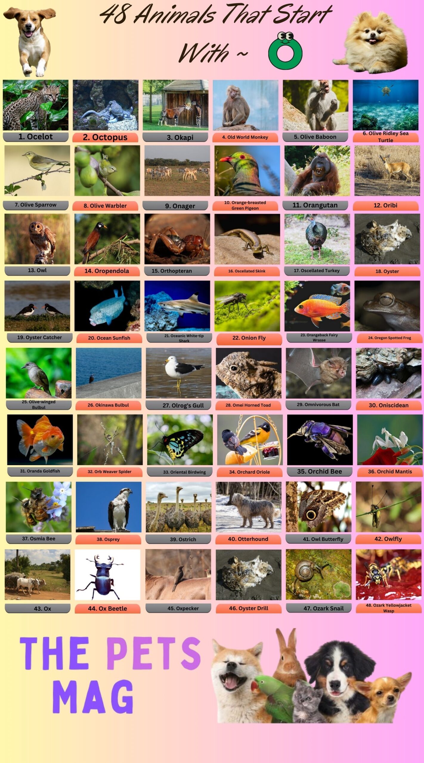 48 Animal Name That Start With O