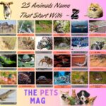 25 Animals Name That Start With Z