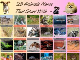 25 Animals Name That Start With Z