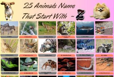 25 Animals Name That Start With Z