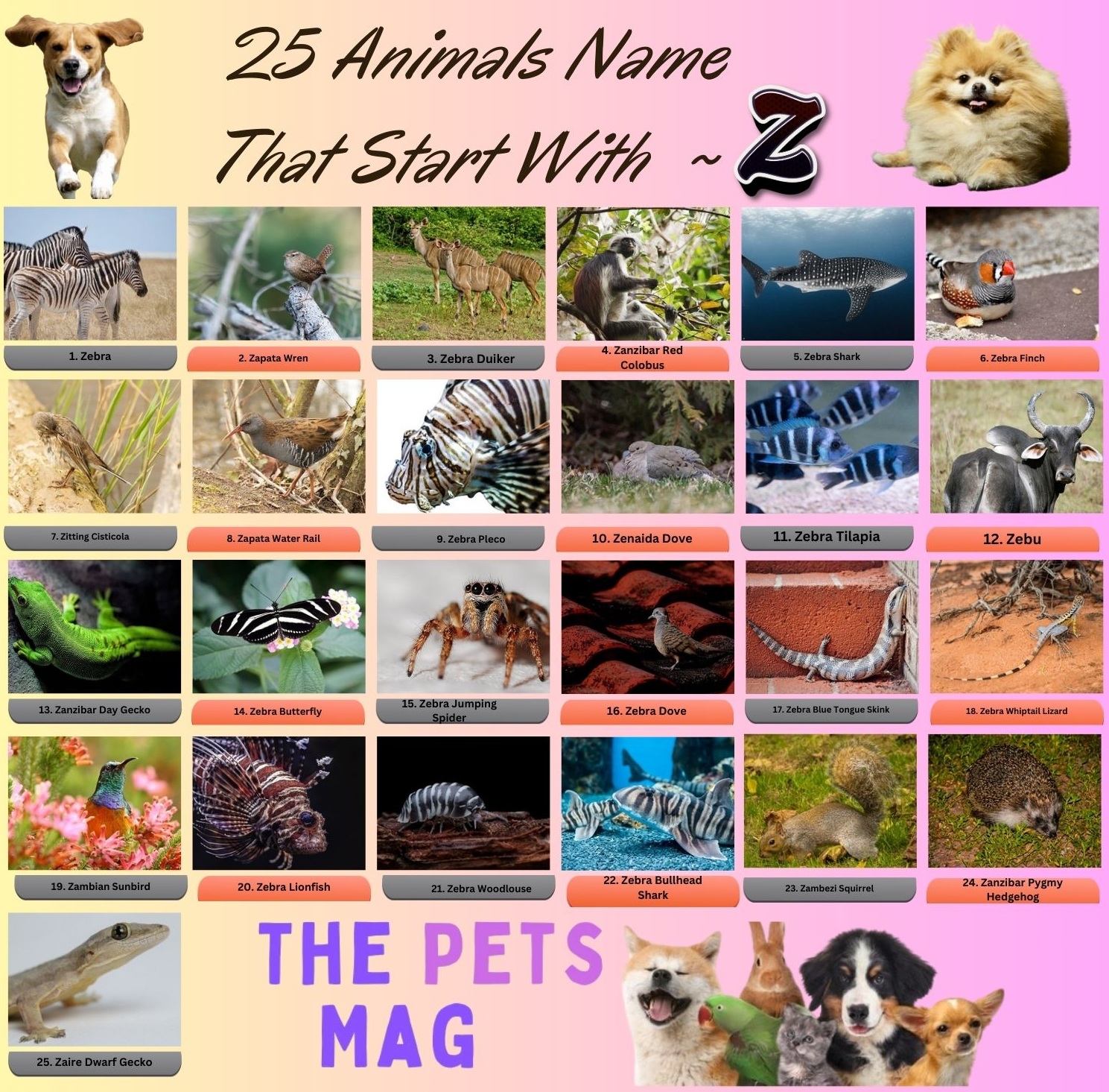 25 Animals Name That Start With Z