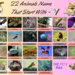 22 Animals Name That Start With V