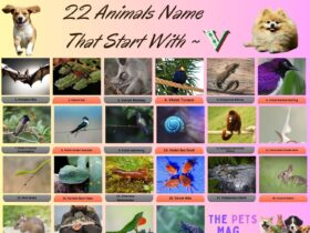 22 Animals Name That Start With V