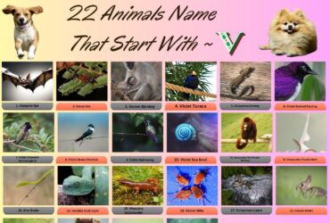 22 Animals Name That Start With V