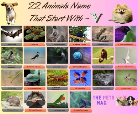 22 Animals Name That Start With V