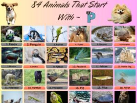 84 Animal Names That Start With P