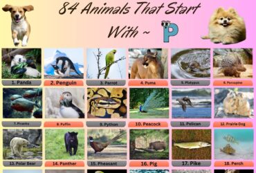 84 Animal Names That Start With P