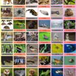 94 Animals Name That Start With T