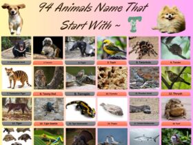 94 Animals Name That Start With T