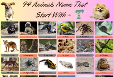 94 Animals Name That Start With T