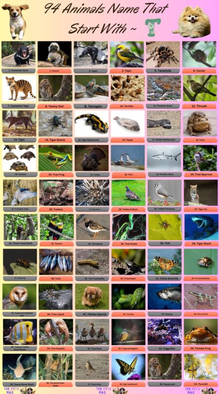 94 Animals Name That Start With T