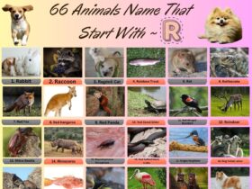 Animals Name That Start With R