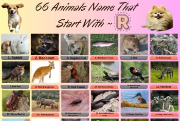 Animals Name That Start With R