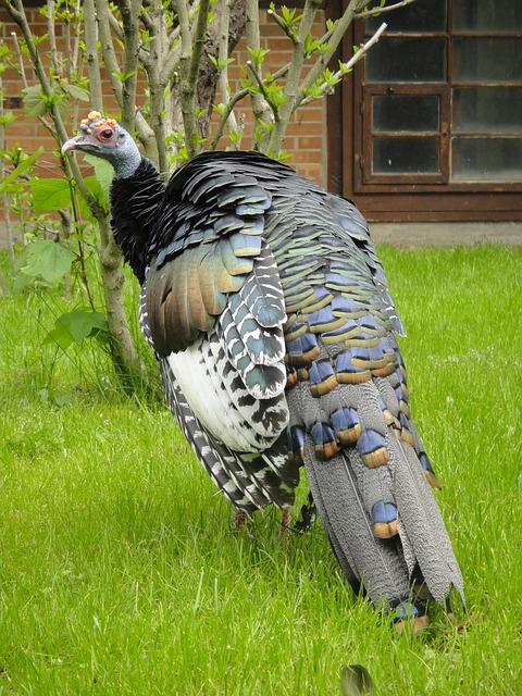 Oscellated Turkey