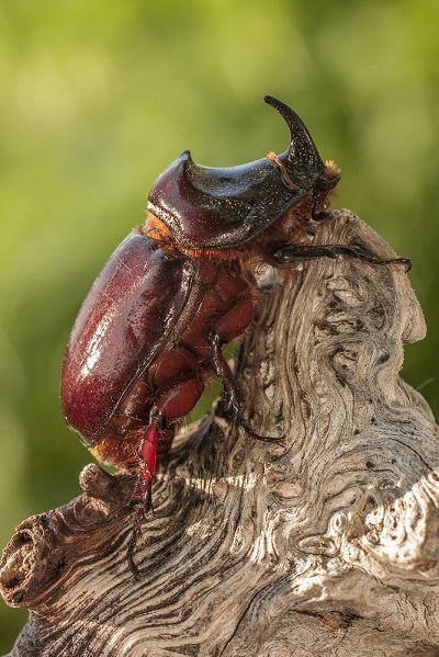 Rhino Beetle