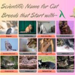 Scientific Name for Cat Breeds that Start with A