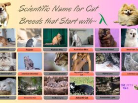 Scientific Name for Cat Breeds that Start with A