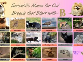 Scientific Name for Cat Breeds that Start with B