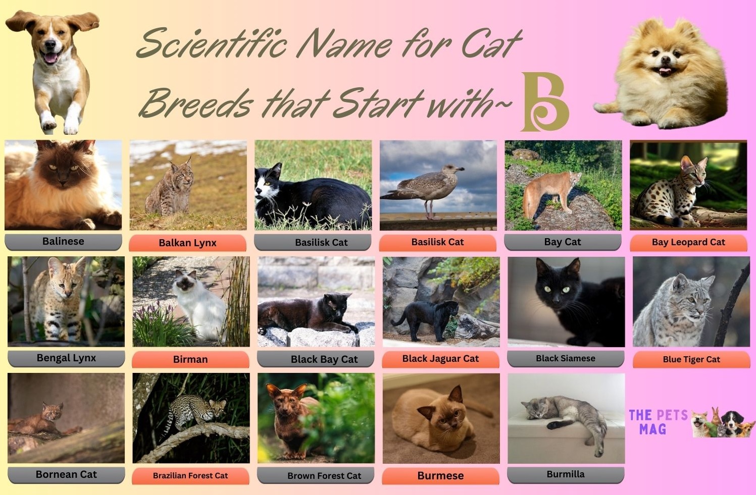 Scientific Name for Cat Breeds that Start with B