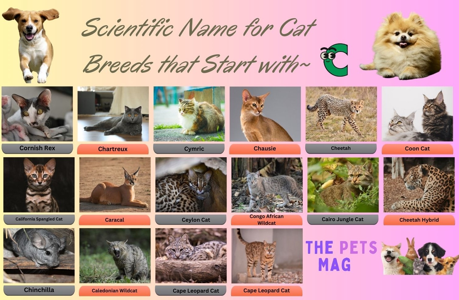 Scientific Name for Cat Breeds that Start with C