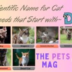 Scientific Name for Cat Breeds that Start with D