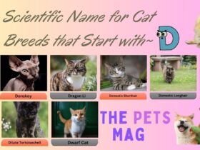 Scientific Name for Cat Breeds that Start with D