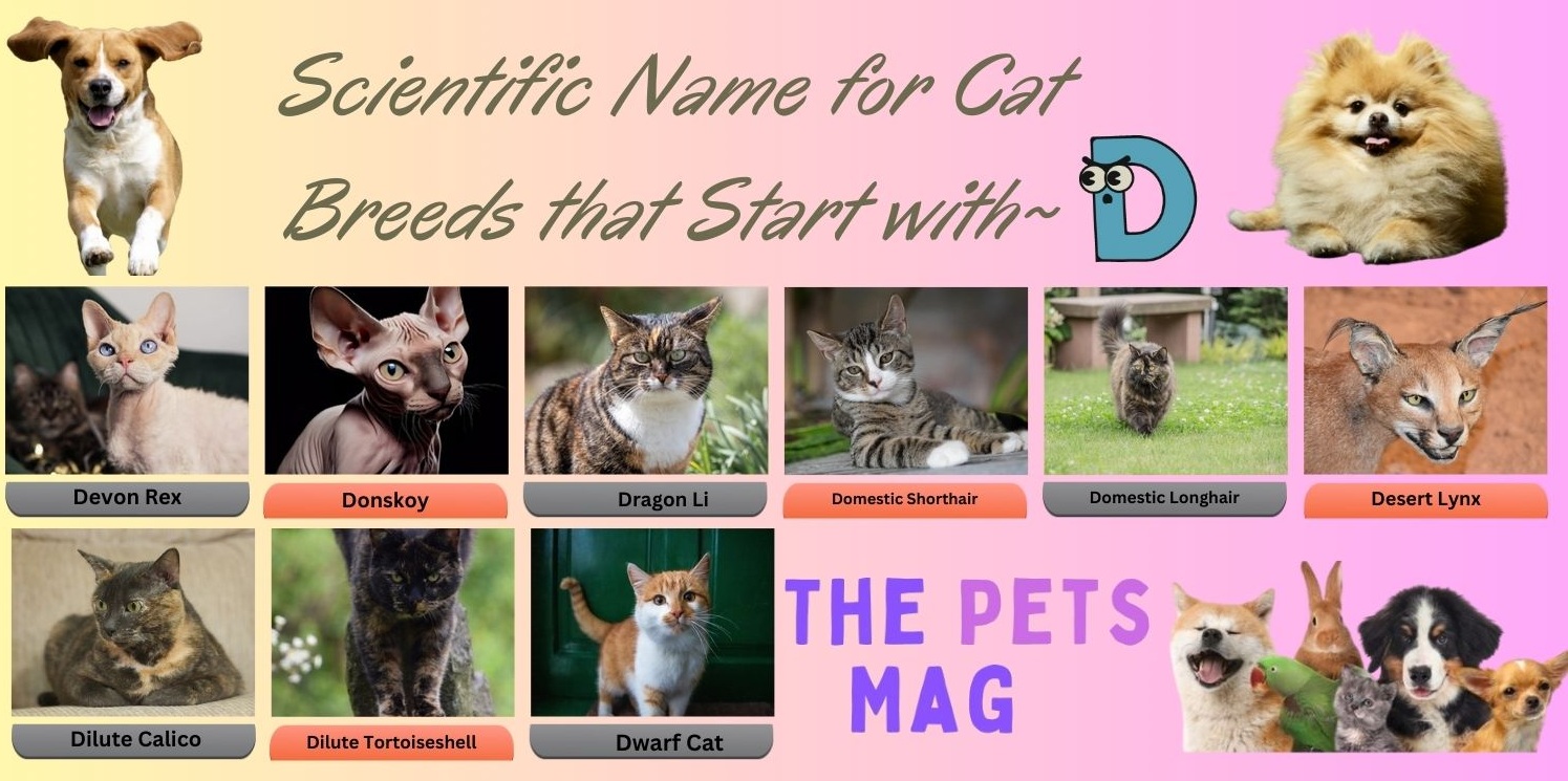 Scientific Name for Cat Breeds that Start with D