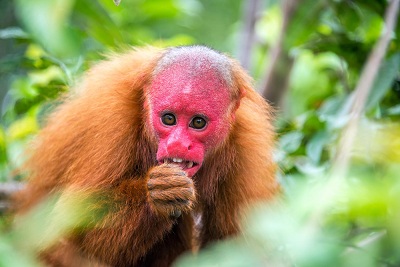 Uakari