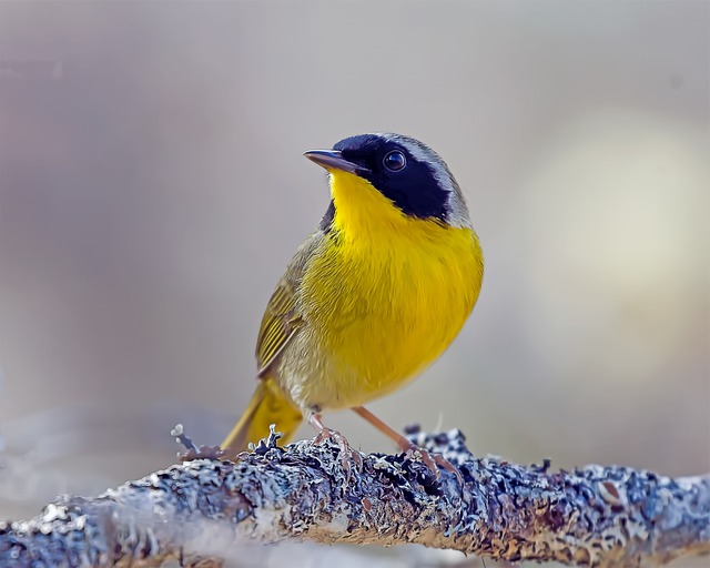 Yellowthroat