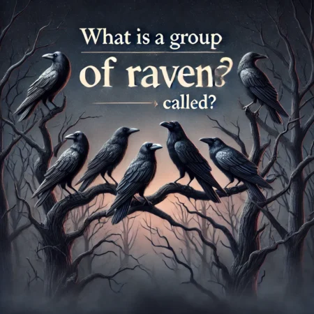 What Is a Group of Ravens Called